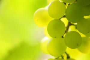 Grapes on grapevine, close-up.