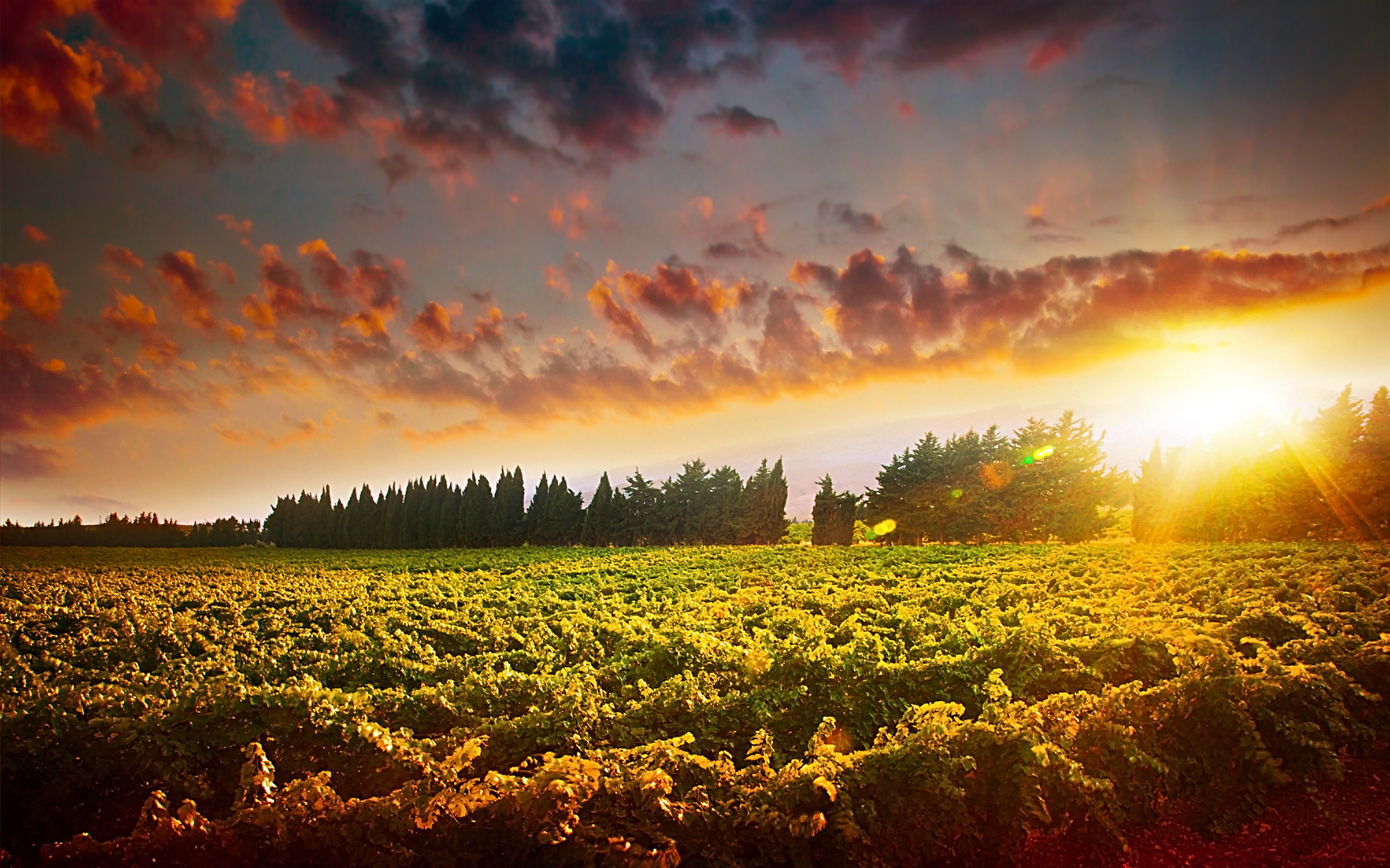 Stunning sunset landscape of grape field